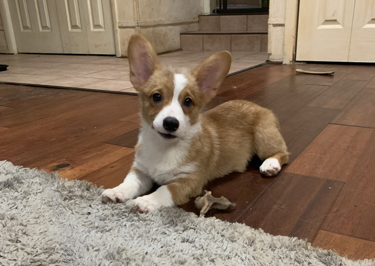 Cute Brown Puppy