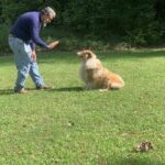 Man Teaching His Dog