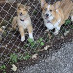 Dogs Behind the Fence