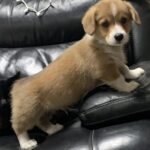 Puppy on the Sofa