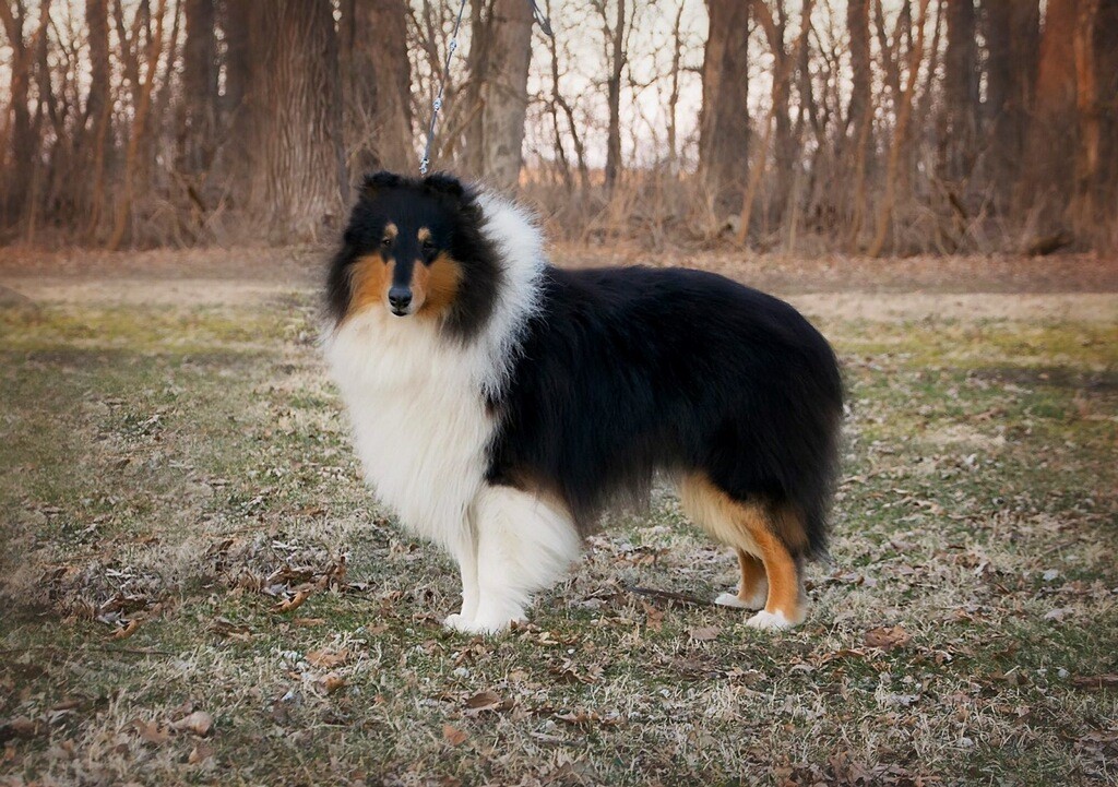 Black and White Dog