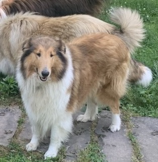 Brown Furry Dog