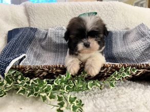 Male Shih Tzu with Green Ribbon