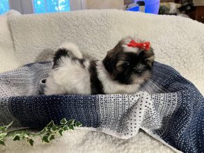 Male Shih Tzu with Red Ribbon